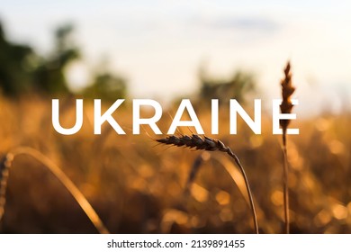 Ukraine War. Spikelets Gold Color, Backlit, Natural Summer Background. Photo Of Wheat Field At Sunrise Sun Burst. Glitter Overlay. 