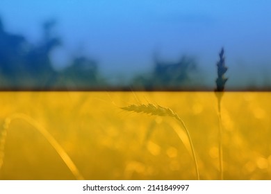 Ukraine War. Spikelets Gold Color, Backlit, Natural Summer Background. Photo Of Wheat Field At Sunrise Sun Burst. Glitter Overlay. Flag Ukraine.