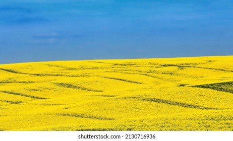 Ukrainian Flag. Symbol Of Nature In Ukraine. Yellow Field With Flowering Rapeseed And Blue Sky. The War With Russia In Eastern Europe