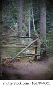 Ukrainian Forest, Non Urban Scene, Fence In The Pine Forest