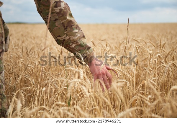 Ukrainian\
military man in wheat field. Ukrainian wheat fields and war\
upcoming food crisis. Armed Forces of\
Ukraine