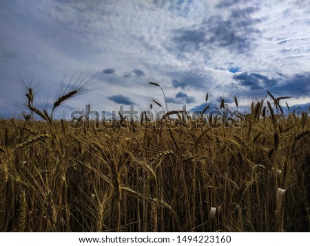 Similar – Image, Stock Photo summer evening Clouds