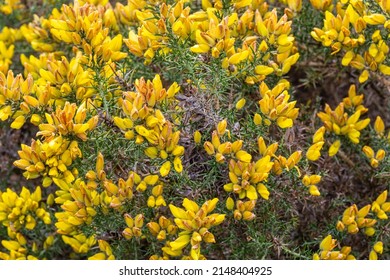 3,158 Gorse Bush Images, Stock Photos & Vectors | Shutterstock