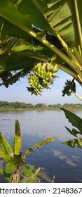 Ulin Banana Plant Is Located On The Banks Of The Bengawan Solo River.