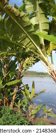 Ulin Banana Plants Grow On The Banks Of The Bengawan Solo River.