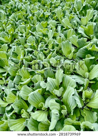 ull frame high angle view of fresh green water lettuce or kiambang leaves covering a rural ditch.