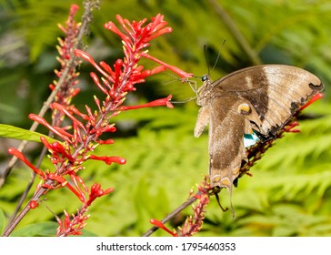 Ullusees Butterfly In The Daintree Rainforest