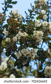 15 Ulmo tree Images, Stock Photos & Vectors | Shutterstock