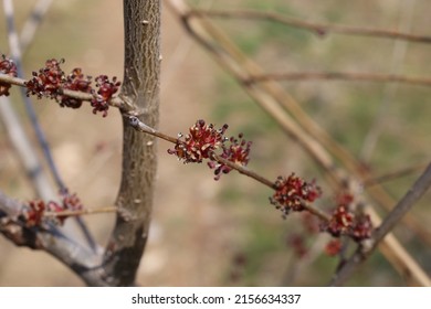 Ulmus minor, Field Elm, Smooth-leaved Elm, Ulmaceae. Wild plant shot in spring. - Shutterstock ID 2156634337