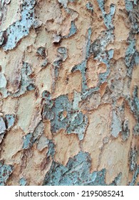 Ulmus Parvifolia Has Bark Peeling All Over The Trunk So That The Inner Wood Is Visible In Taipei Park In The Morning