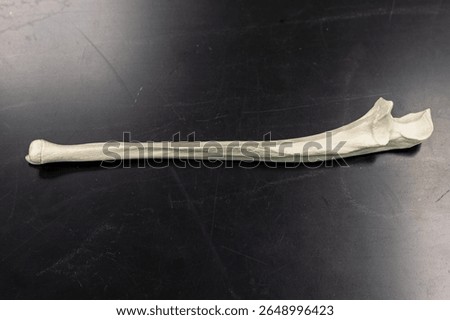 Ulna Bone with Olecranon Process