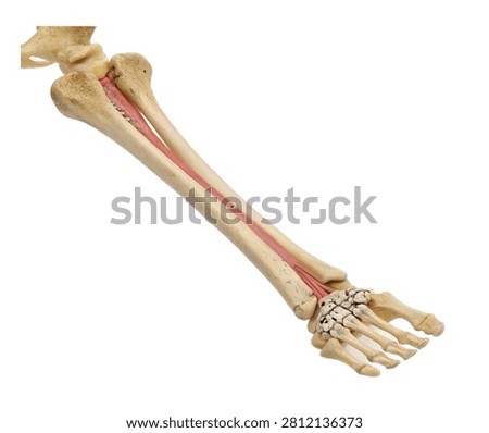 Ulna Single Ulna Displayed In Front View Highli Isolated On White Background