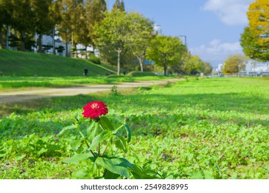 Ulsan, South Korea - November 14th, 2024: A striking red flower blooms amidst lush greenery in the Taehwa River Grass Garden, with autumn trees and a dirt path in the scenic background. - Powered by Shutterstock