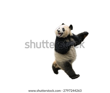 Ultimate Giant Panda Studio Collection – Ultra HD Full Body Action and Expression Poses Isolated on White background