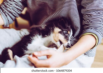 Ultimate Trust: Soft Eyed Teething Collie Puppy Sleeping On Lap Chewing On Bone