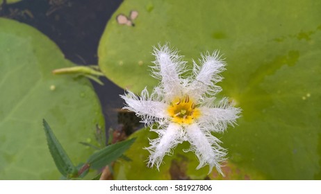 Ultimate white lotus