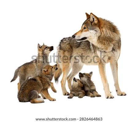 Ultimate Wolf Pack Collection Group Of Adult Isolated On White Background