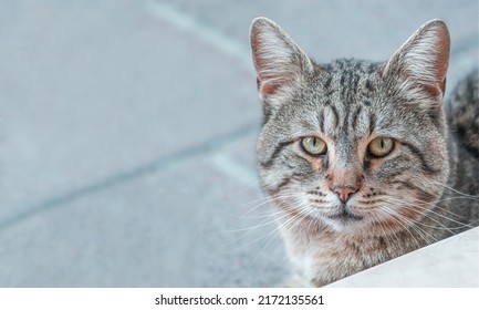 Ultra Close Up Sharp High Definition Image Of Street Cat