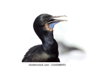 Ultra Close Up Side View Of Brown Brandt's Cormorant Bird With Open Mouth Laughing, California. Black And Blue Bird Photography. Head, Beak, Eyes And Wings. Urile Penicillatus Seabird.