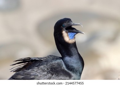 Ultra Close Up Side View Of Brown Brandt's Cormorant Bird With Open Mouth Laughing, California. Black And Blue Bird Photography. Head, Beak, Eyes And Wings. Urile Penicillatus Seabird.