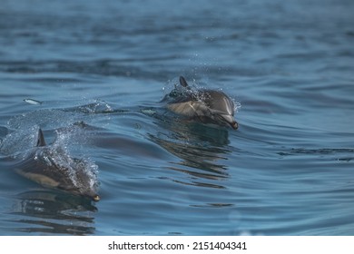 Ultra Close Up Of Two Wild Dolphins Swimming In Ocean. Water Splashing. Dolphin Surfacing With Nose. Delphinus Delphis Jumping Out Of Water In Newport Beach, California. Front View.