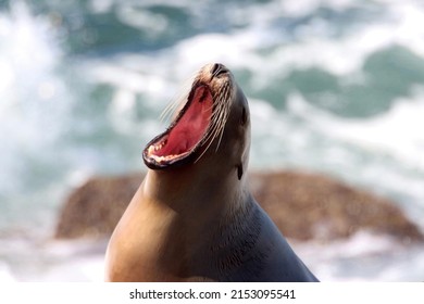 Ultra Close Up Of Wild Sea Lion With Mouth Wide Open While Yawning And Screaming. Rough Ocean Water In The Background Out Of Focus. Animal Photography. Head With Eyes Closed.