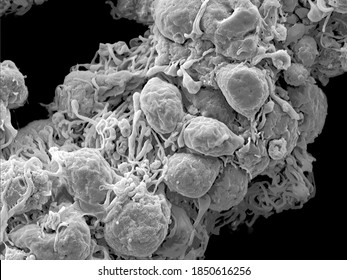 Ultra close-up scanning electron microscopic image of single cells residing on the fibres of the net-like myenteric plexus of a mouse - Powered by Shutterstock - Get 15% off with code: PIKWIZARD15