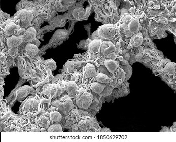 Ultra close-up scanning electron microscopic image of single cells residing on the fibres of the net-like myenteric plexus of a mouse - Powered by Shutterstock