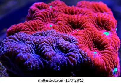 Ultra red Favia brain LPS coral in macro photography 