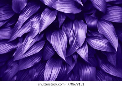 Ultra Violet background made of fresh green leaves. Green dynamic backdrop for your design.