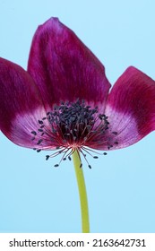 Ultra Violet Purple  Anemone Flower On The Blue Background