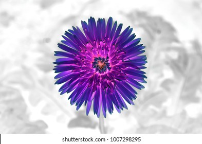 Ultra Violet Radiation Color Concept Of Single Flower On Black And White Invert Environment Background