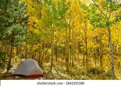 An Ultralight Backpacking Tent Sits In An Aspen Forest In Autumn On National Forest Land Outside Of Nederland, Colorado