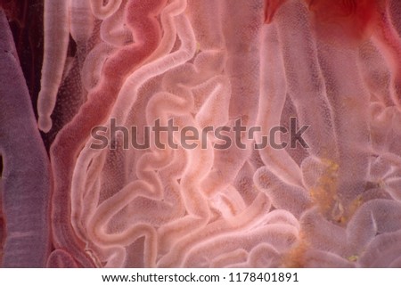 Ultramacro jellyfish structure of the outer epidermis, middle mesoglea, and the inner gastrodermis and water. One of the oldest animals on earth