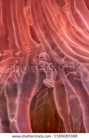 Ultramacro jellyfish structure of the outer epidermis, middle mesoglea, and the inner gastrodermis and water. One of the oldest animals on earth