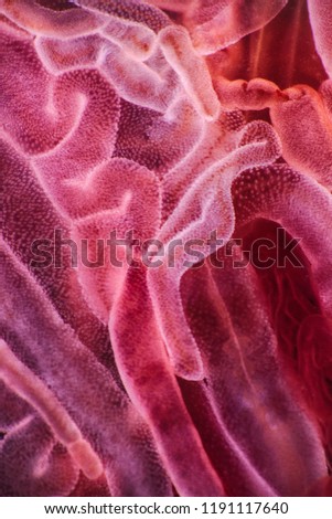 Ultramacro jellyfish structure of the outer epidermis, middle mesoglea, and the inner gastrodermis and water. One of the oldest animals on earth