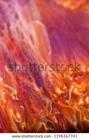 Ultramacro jellyfish structure of the outer epidermis, middle mesoglea, and the inner gastrodermis and water. One of the oldest animals on earth