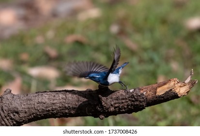 Ultramarine Flycatcher bird perching on tree in Sattal - Shutterstock ID 1737008426