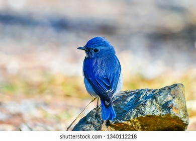 Ultramarine Flycatcher Birds