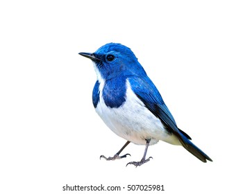 Ultramarine Flycatcher (superciliaris ficedula) beautiful blue bird with white belly isolated on white background, fascinated creature