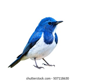 Ultramarine Flycatcher (superciliaris ficedula) a chubby beautiful blue and white bird perching on the rock over far green background in the nature, fascinated creature - Powered by Shutterstock