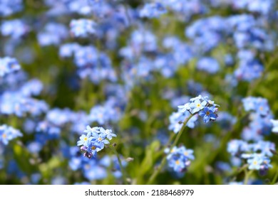 Ultramarine forget-me-not flowers - Latin name - Myosotis Ultramarine - Shutterstock ID 2188468979