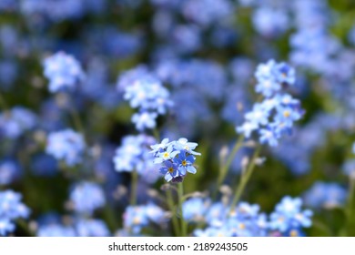 Ultramarine forget-me-not flowers - Latin name - Myosotis Ultramarine - Shutterstock ID 2189243505
