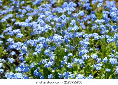 Ultramarine forget-me-not flowers - Latin name - Myosotis Ultramarine - Shutterstock ID 2198955903