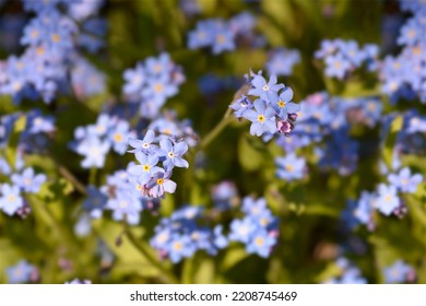 Ultramarine forget-me-not flowers - Latin name - Myosotis Ultramarine - Shutterstock ID 2208745469