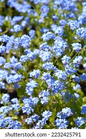 Ultramarine forget-me-not flowers - Latin name - Myosotis Ultramarine - Shutterstock ID 2232425791