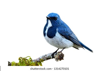 Ultramarine or white-browed blue flycatcher (Ficedula superciliaris) cute little blue and white bird living on pine wood stick isolated on white background, fascinated wild animal - Shutterstock ID 1314270101