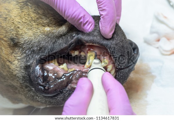 Ultrasonic Cleaning Teeth Dog Veterinarian Dentist Stock Photo (Edit