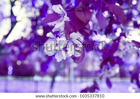Ultraviolet bloom apple tree creative spring purple.