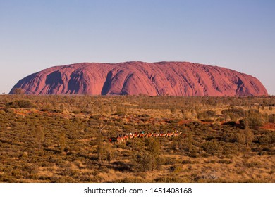 Uluru, Australia - July 5 2015: Majestic Uluru And A Camel Tour On A Clear Winter's Evening Sunset In The Northern Territory, Australia